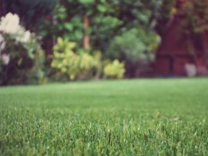 Artificial Grass