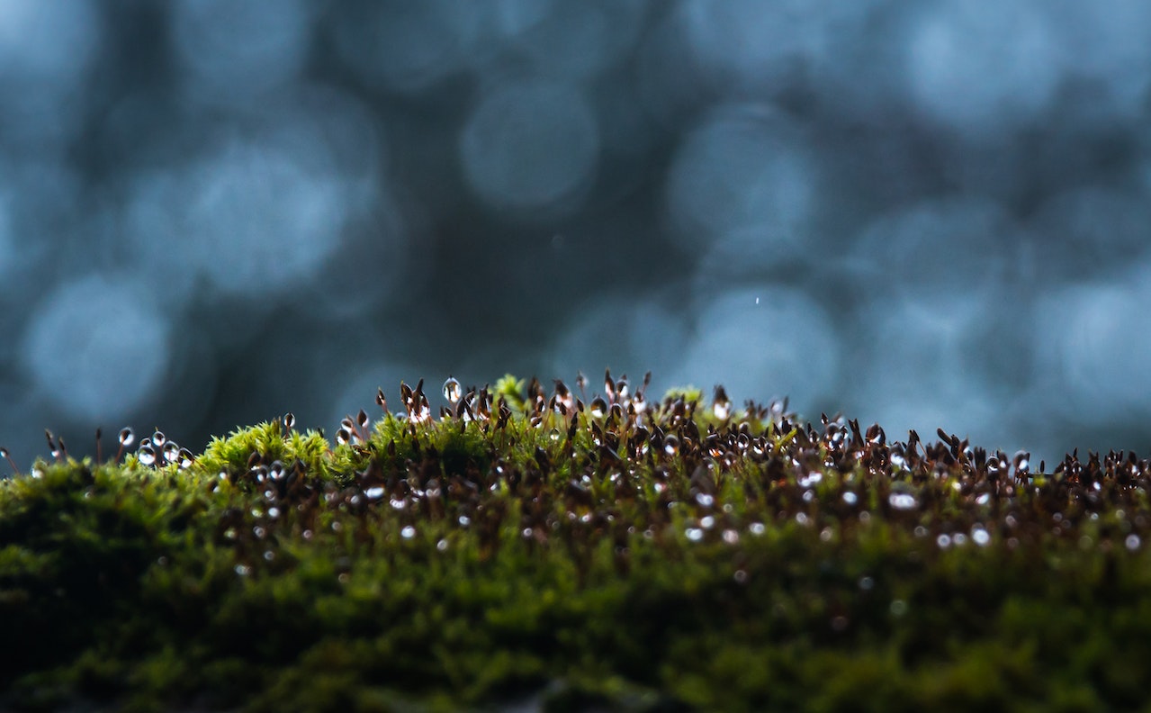 how-to-remove-moss-from-driveway